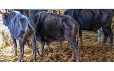 Vườn Quốc gia Núi Chúa - Phước Bình nói gì về hình ảnh lan truyền "đàn bò tót lai ốm trơ xương”?