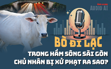 Audio: Để bò đi lạc trong hầm sông Sài Gòn, bị xử phạt ra sao?