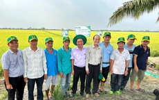 Hiệu quả từ phân bón Đầu Trâu Bio-Canxi lan rộng trên đồng lúa Đồng bằng Sông Cửu Long