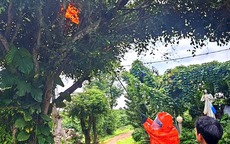 Gia Lai: Bị ong vò vẽ tấn công, 3 cháu nhỏ thương vong 