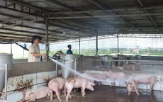 TP HCM: Ba hộ dân che giấu ổ dịch tả heo châu Phi