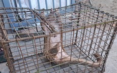 Người đàn ông ở Đà Nẵng giao nộp con vật quý nặng 7 kg