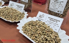 Giá cà phê hôm nay 16-1: Tăng 4 phiên liên tục, Robusta vượt mốc 4.000 USD/tấn
