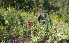 Phát hiện 12.270 m2 diện tích trồng cây thuốc phiện