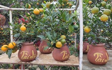 Quất bonsai mini giá vài trăm ngàn đồng mỗi bình