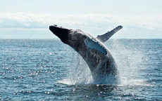 Hiệp ước Biển khơi có hiệu lực