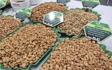 Giá cà phê hôm nay 18-1: Bầu Đức nói về giá cà phê hiện tại