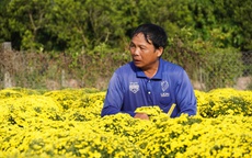 Nông dân Sa Đéc buồn bã vì cúc mâm xôi bung nở bất thường trước Tết