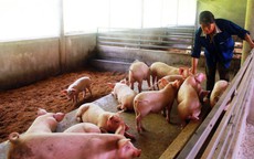 Chủ tịch UBND tỉnh Cà Mau có chỉ đạo "nóng" liên quan thực phẩm dịp Tết