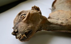 Phát hiện 7 “xác ướp” nhưng không phải con người trong hang động Ả Rập Saudi