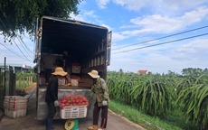 Thanh long nghịch vụ hút hàng, giá cao dịp cận Tết