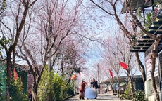 Xóm nhỏ trên cung đường Nha Trang - Đà Lạt đẹp như tranh khi mai anh đào bung nở 