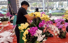 VIDEO: Lan hồ điệp tiền triệu tràn xuống vỉa hè Hà Nội