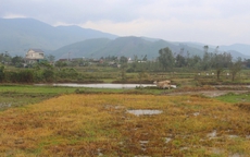 Ruộng ở Quảng Trị bỗng cháy vàng loang lổ: Chuyện gì đang xảy ra?