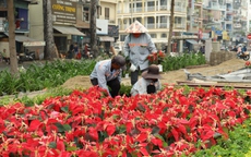 CLIP: Khu đất 152 Trần Phú ở TPHCM khác lạ trước Tết