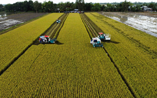 Bước ngoặt sản xuất lúa gạo bền vững