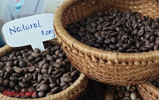 Giá cà phê hôm nay 10-2: Đồng loạt tăng trở lại