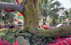 Chủ cây mai vàng “Nghinh Xuân Bính Ngọ” tiết lộ lý do rao bán 3,7 tỉ đồng