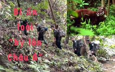 Bí ẩn loài "kỳ lân châu Á"