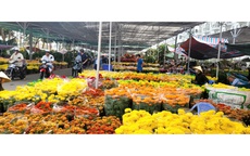 Hoa kiểng ở Đồng Tháp và Cần Thơ đang “đại hạ giá”