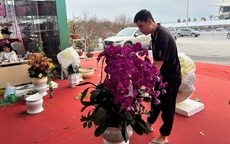 Vắng bóng chậu lan tiền tỉ, lan hồ điệp "mini" hút khách dịp Tết Bính Ngọ 2026