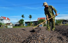 Khám phá vùng cà phê sạch độc đáo ở Tây Nguyên
