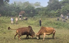 Ngày xuân, lên lưng chừng núi xem người Mông chọi bò