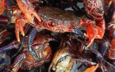 Lý do mắm cua núi giá 800.000 đồng/kg và sự hấp dẫn của đặc sản An Giang