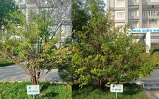 13 cây mai tại Đại học Cần Thơ lưu giữ tên 13 tỉnh, thành miền Tây trước đây