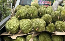 Giá sầu riêng đầu năm cao ngất ngưởng