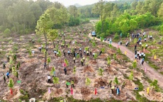 Huế phát động "Tết trồng cây đời đời nhớ ơn Bác Hồ"