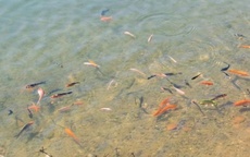 Thả 5.000 cá koi, cá lăng vào "trái tim" Măng Đen