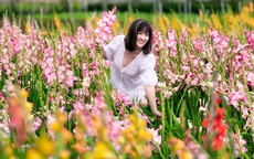 Vườn hoa lay-ơn nở muộn bất ngờ trở nên rất hot ở Đà Lạt