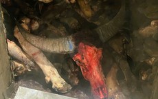 Phát hiện gần 6 tấn chân trâu, bò bốc mùi hôi thối chuẩn bị đưa ra quán nhậu