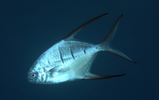 Hàng chục người bị cá ăn thịt tấn công khi tắm sông ở Argentina