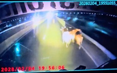 Đàn bò rơi khỏi xe tải trên tuyến cao tốc Vĩnh Hảo – Phan Thiết, giao thông rối loạn trong đêm