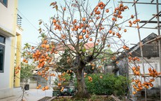 Cây hồng cổ 100 năm tuổi được trả giá 500 triệu đồng