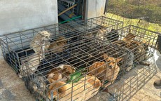 Vụ trộm 5.200 con chó, thu lợi bất chính 2,6 tỉ đồng: Công an phát thông báo mới