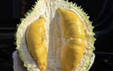 Giá sầu riêng Musang King rẻ đến bất ngờ