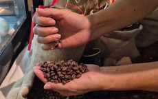 Giá cà phê hôm nay 15-3: Chốt tuần giảm, Robusta thay thế Arabica càng nhiều