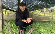 Làm giàu từ nông nghiệp sạch