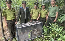 CLIP: Trăn gấm bò vào khu dân cư ở Đà Nẵng