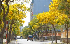 Hoa phong linh "nhuộm vàng" Vũng Tàu, du khách rộn ràng check-in