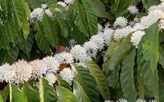 Hương cà phê trong tôi