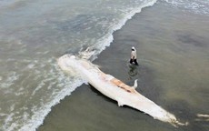 Xác cá voi dài gần 10 m dạt vào bờ biển