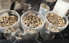 Giá cà phê hôm nay 22-3: Khép lại tuần vui cho nông dân