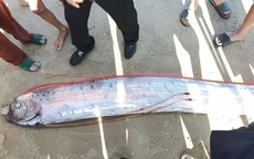 Cá Mái chèo dài gần 4 m dạt vào bờ biển ở Lâm Đồng, người hiếu kỳ vây quanh