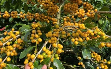 Cà phê Cầu Đất: Sự kết tinh từ đất lành