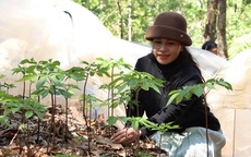 Mùa sâm Ngọc Linh "thức giấc"