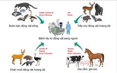 HCDC và ngành thú y TPHCM tăng cường phối hợp dữ liệu phòng bệnh lây từ động vật